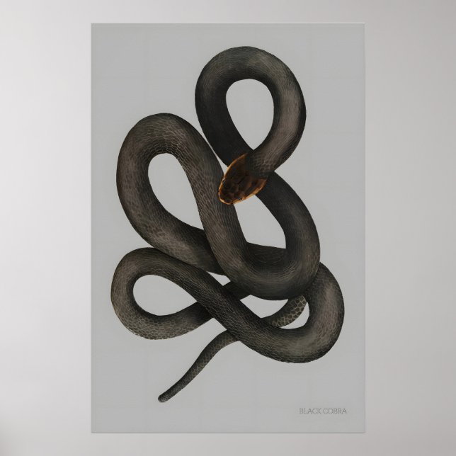 Impression d'art fine A3 A4 Black Cobra. Naturel V (Devant)