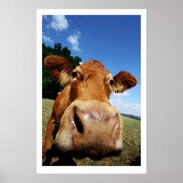 Impression d'art fine de vache curieuse Animal de  (Devant)