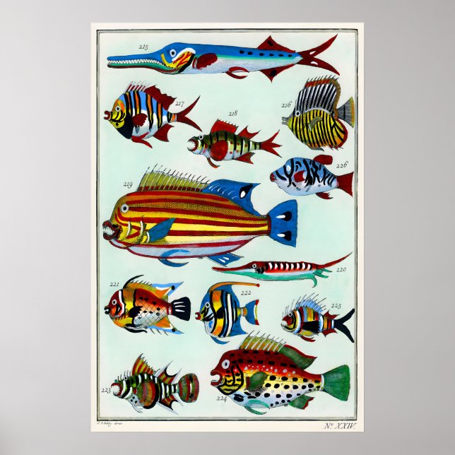 Impression d'art fine matte A3 A4 Poisson Tropical (Devant)