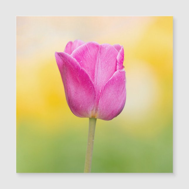 Impression d'art floral de tulipe rose (Devant)