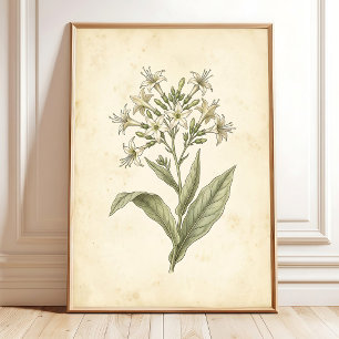 Impression d'art mural botanique de tabac en fleur