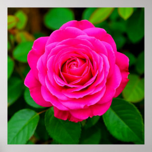 Impression d'art mural floral romantique gros plan
