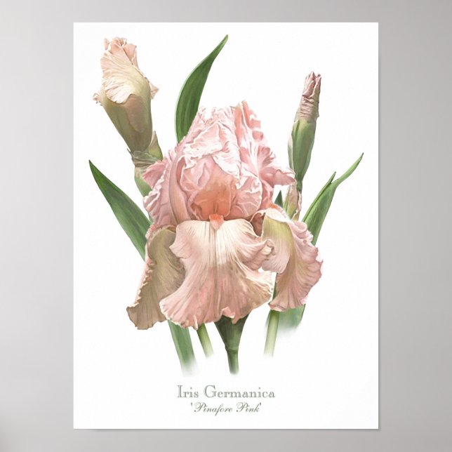 Impression d'art originale Iris Rose Tendre (Devant)