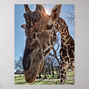 Impression d'art photographique Curious Giraffe