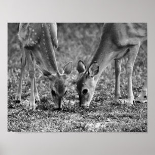 Impression d'art photographique de faons qui paiss