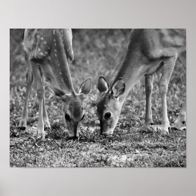 Impression d'art photographique de faons qui paiss (Devant)