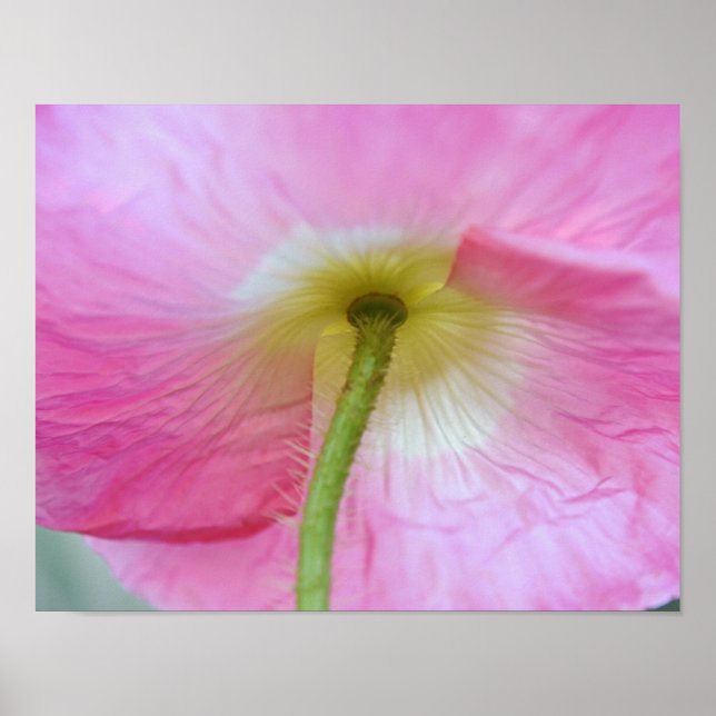 Impression d'art photographique de fleur de pavot  (Devant)