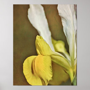 Impression d'art photographique de fleur d'iris ja
