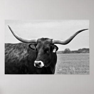 Impression d'art photographique de vache Longhorn