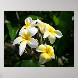 Impression d'art Plumeria blanche