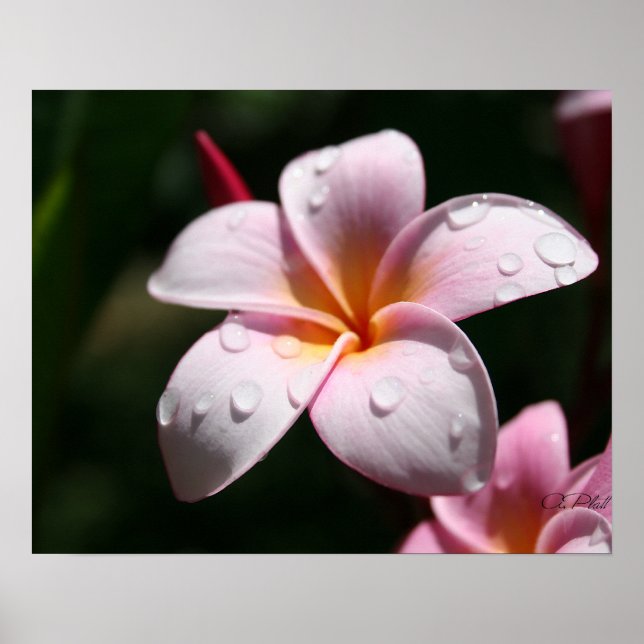 Impression d'art Plumeria rose (Devant)