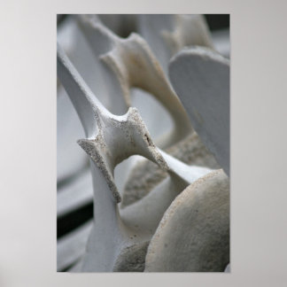 Impression d'art : Vertebrae de baleine