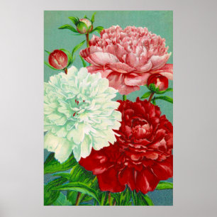 Impression d'art vintage de pivoines florales