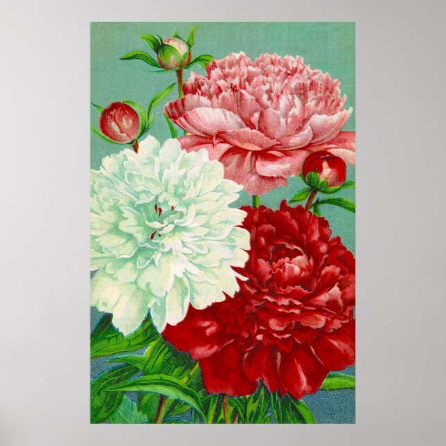 Impression d'art vintage de pivoines florales (Devant)