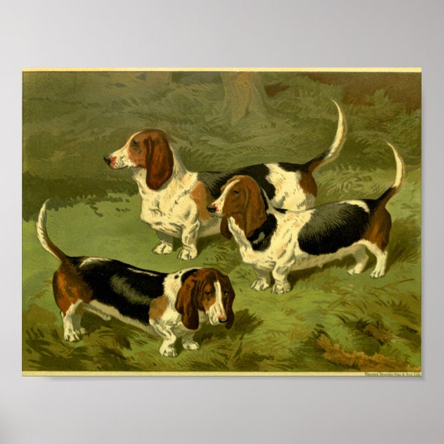 Impression de 1881 Vintage Basset Hounds (Devant)