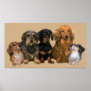 Impression de bande Dachshund