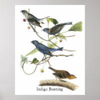Impression de Bunting Indigo Audubon