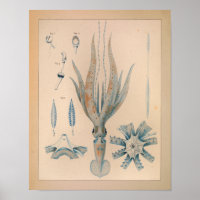 Impression de calmar couleur Vintage 1851