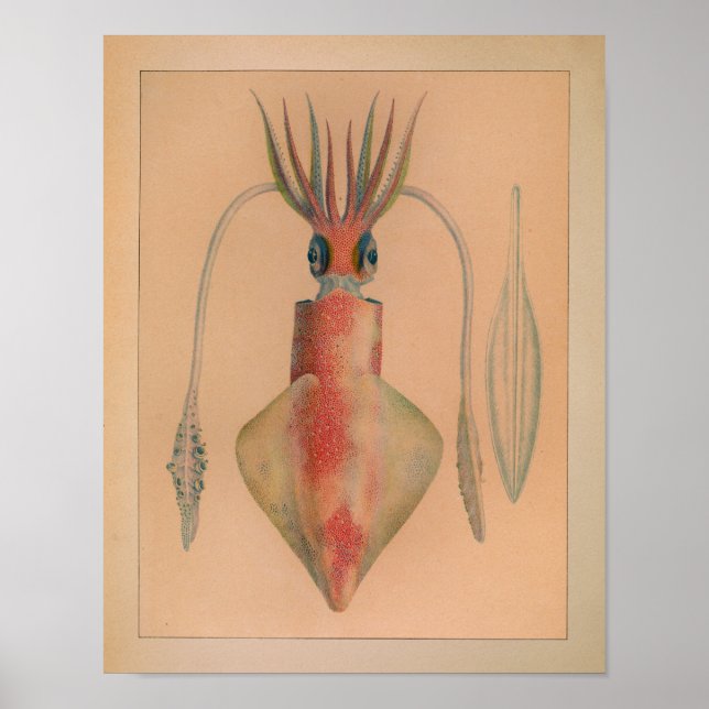 Impression de calmar couleur Vintage 1851 (Devant)