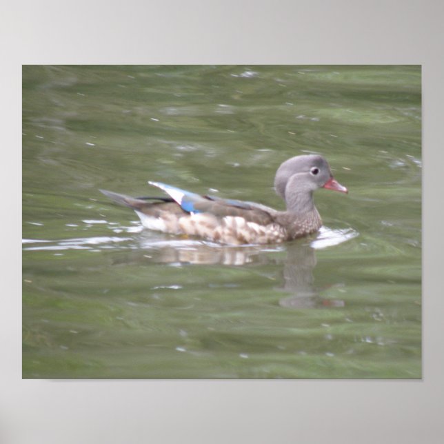 Impression de canard sur le lac (Devant)