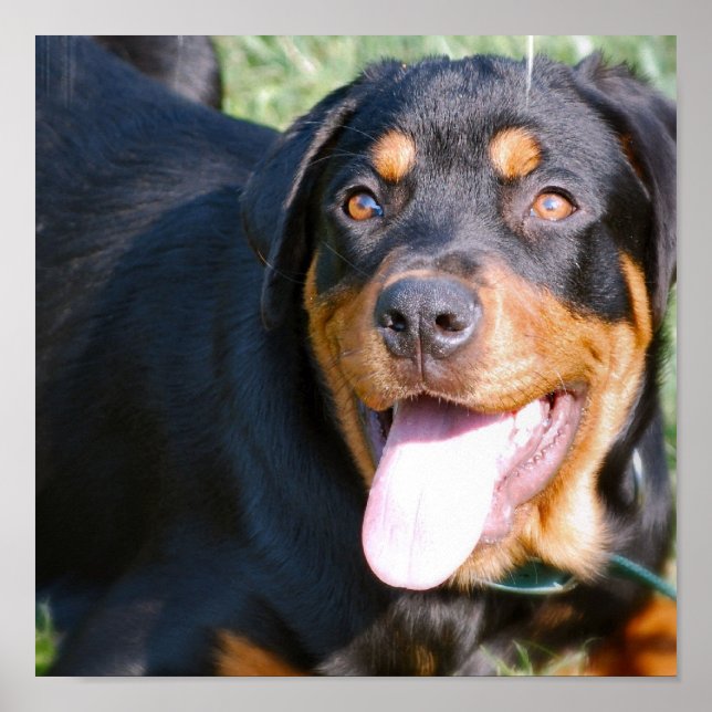 Impression de chien Rottweiler (Devant)