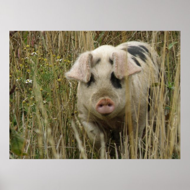 Impression de cochon mignon (Devant)