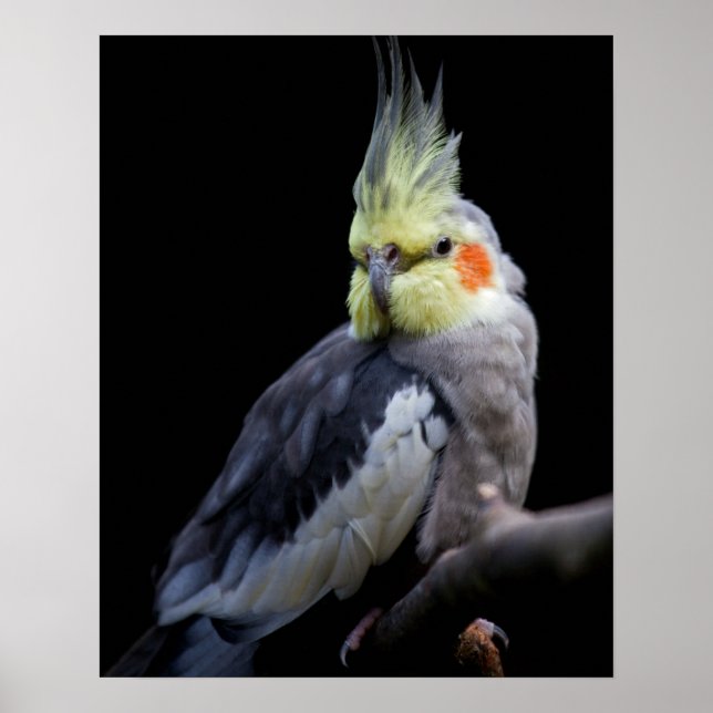 Impression de cockatiel (Devant)