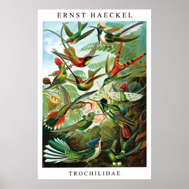 Impression de colibri d'Ernst Haeckel (Trochilida) (Devant)
