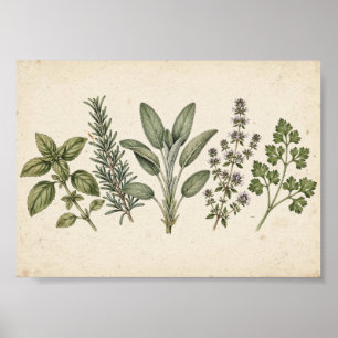 Impression de cuisine de jardin d'herbes — Botaniq