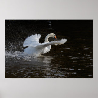 Impression de cygne à ailes étirées