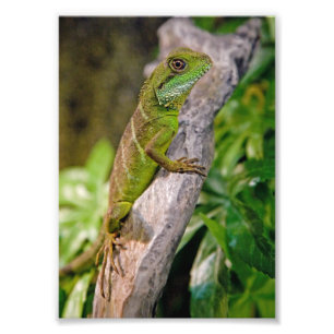 Impression de dragon d'eau chinois