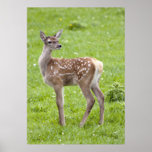 Impression de faon de cerf rouge