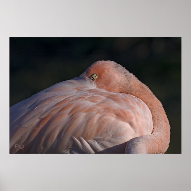 Impression de flamant rose dormant (Devant)