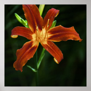 Impression de Flamme de Jardin