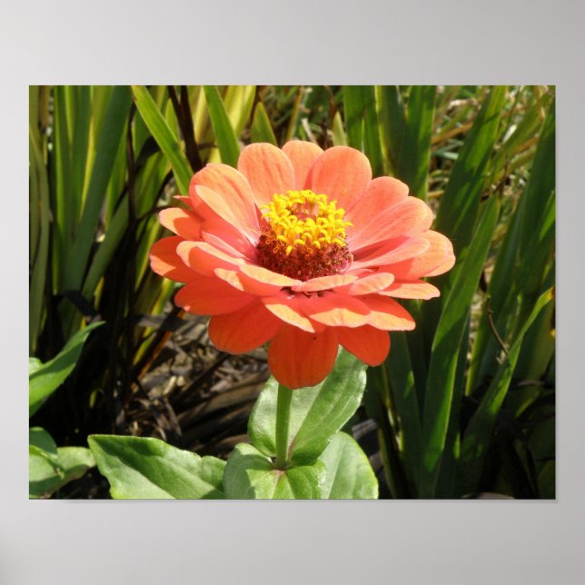 Impression de fleur de Zinnia orange (Devant)