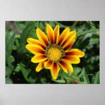 Impression de fleurs blanches