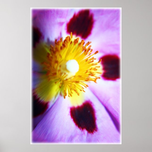 Impression de fleurs cistus (Devant)