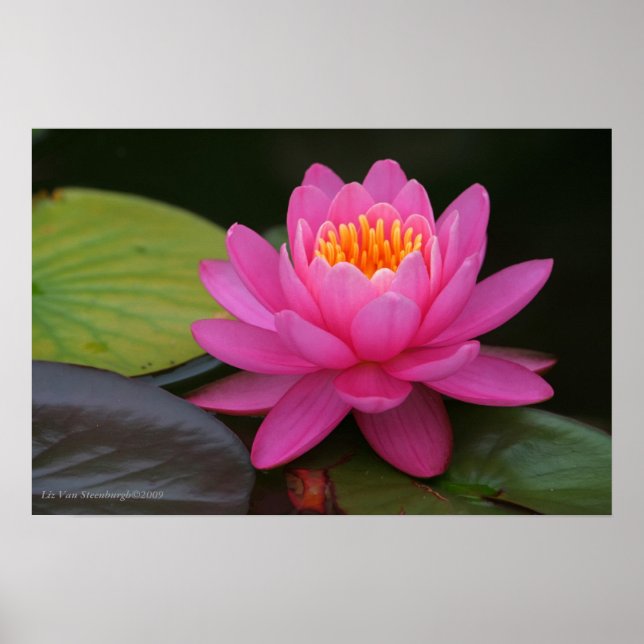 Impression de fleurs de Lotus rose (Devant)