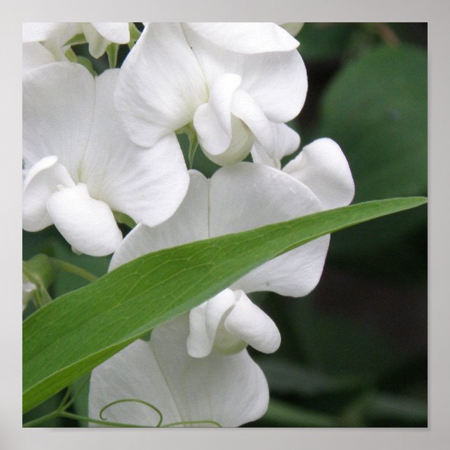 Impression de fleurs de pois doux (Devant)