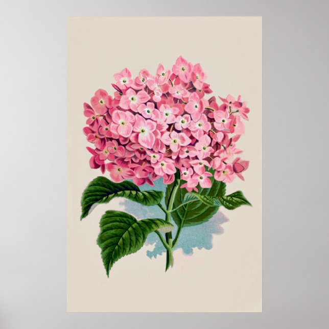 Impression de fleurs d'Hydrangée rose vintage (Devant)
