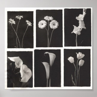 Impression de fleurs noir et blanc