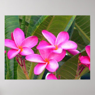 Impression de fleurs Plumeria rose