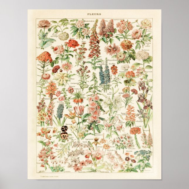 Impression de fleurs vintages 1909 - Affiche Adolp (Devant)