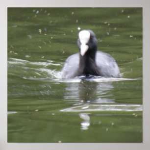 Impression de foulque en nage