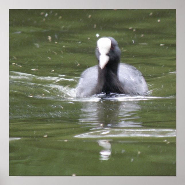 Impression de foulque en nage (Devant)