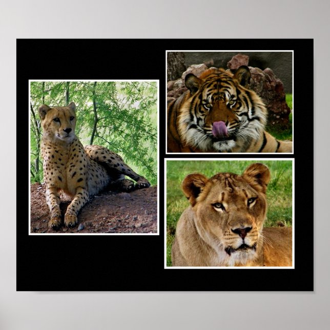 impression de gros chats (Devant)