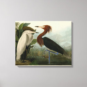 Impression de Héron Pourpré d'Audubon : Art d'Oise