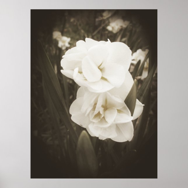 Impression de jonquille antique (Devant)