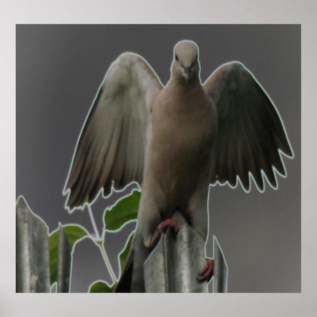 Impression de la colombe Angel Fallen (Devant)
