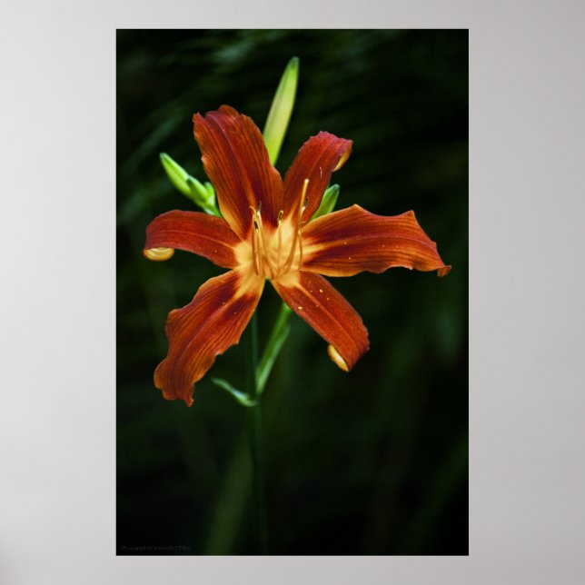 Impression de la flamme du jardin (Devant)